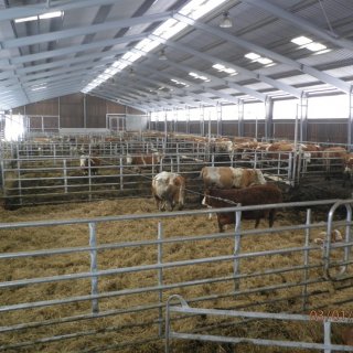  – ustájení zvířat v nové stáji